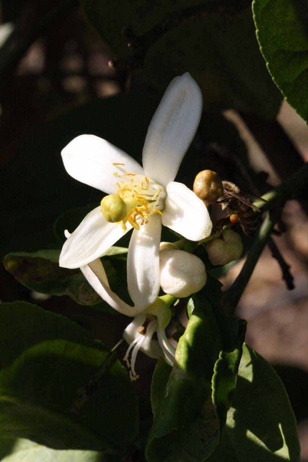              Flower (Riverside, CA)       